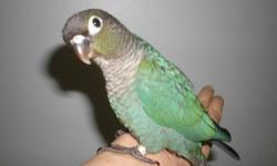Very sweet handfed Turquoise Green Cheek Conure babies!!
Will be abundance weaned to Roudybush pellets, fresh veggies and fruits, sprouted seeds and beans.
Asking $250. DNA sexing is included. Closed banded.
Price is firm. No trading.
Any questions,