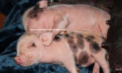What is a Teacup Pig?
At birth miniature pigs weight 6 oz to 11 oz. Making them small enough to fit into a Teacup.
Miniature pigs are called many names ( Teacup Pigs, Pocket Pigs, Micro Mini Pigs, Dwarf pigs, etc..) These however are not different breeds