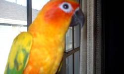 We are now taking deposits on sweet little baby sun conures. We are taking deposits to hold your new feathered friend until weaned. We do recommend you visit your baby as much as your schedule allows you to so that way when it is time for it to go home it