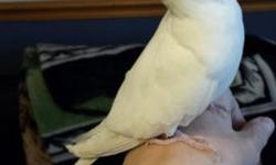I have a sweet Whiteface Lutino female cockatiel thats needs a forever home. She is just over 2 years old and is very tame/sweet.Can be a pet and/or a breederLoves head scratches She has been around other birds,dogs and kids. 90.00 Firm Serious Inquiries