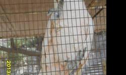 Sweet Moluccan Cockatoo, approx 6 yrs of age, Perfect feather, huge in size and Loves attention - think its a Male... could be a pet or breeder... hes a Loud guy at times ! $950 obo...email with contact info.... can and will ship...