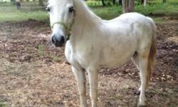 Spirit is a gelding somewhere around 17 years old, broke to ride, big enough to carry small adult and very sweet. Doesn't mind dogs, gets along well with other horses but can be bossy. Doesn't bite or kick and loves to be brushed and touched. He does
