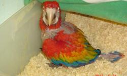 Baby Scarlet macaw, she's 12 weeks old, very sweet will be ready for a new home in about 6 weeks.
She is just starting to eat vegetables and cheerios.
loves peanuts and likes to talk, loves music.
.
layaway available
I do not ship. sorry