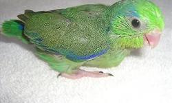 Solomon Island Eclectus for sale to the right home.
He is very sweet, extremely well behaved, talks and is easy to take care of. We have a change in our family and needed to make this difficult choice. We want to find a loving and caring future owner and