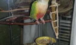 Sun conures. They are a bonded pair. The youngest one is hand tame and outgoing loves to hang out on a shoulder or lap. The other one is tame too but prefers to keep to herself and her friend but she does like to be talked and sang to and gives kisses and