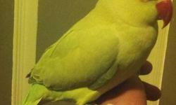 Very sweet and tame Lime green indian ringneck.
Loves to be the center of attention.
Says hello but just starting to talk.. really cute..
$200
or
$225 with cage
Will consider trades?
let me know what you may have?
Frank
818 462 4071