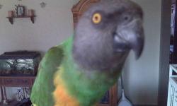 Sweet tame senegal parrot, Talks whistles and imitates several sounds.
$390
Will consider trades for other types of birds?
Let me know what you may have to trade?
Frank
818 462 4071