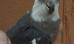 Sweet and Tame male White face grey cockatiel. Will be a great pet for anyone.
$50 for cockatiel
or
$60 for cockatiel with cage.
Will consider trades?
let me know what you may have to trade?
frank
818 462 4071