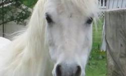 We have a 9-year-old Welsh Mountain Pony for sale. I am selling her with her saddle and bridle. The saddle has only been worn three times because I like to ride her bareback.She gets along with other horses.She walks across the road very well, she can go