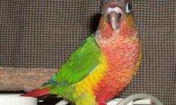 WEANED young Yellowside Green Cheek Conure. $250.00 Ready to join your family or breeding program. Weaned onto Roudybush and Zupreem pellets along with a wide variety of soft foods, etc. Shipping available at buyers expense; weather permitting.
This