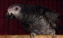 VERY TALKATIVE AFRICAN GREY! HE KNOWS OVER 200 WORDS! VERY SMART AND TAME COMES WITH IS CAGE HE IS IN PERFECT FEATHERS!!! AWESOME BIRD!