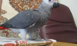 African grey congo beautiful bird. very talkative, gentle and friendly. dna sexed female, come with cage