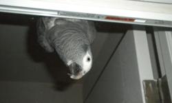 10 YEAR OLD DNA'D AFRICAN GREY, TALKS, WHISLTES, SINGS, MIMICS ETC. IS FREE FLIGHTED. WE HAD TO DOWN SIZE AND ARE LOOKING FOR A GOOD, FOREVER, APPROVED HOME ONLY! SHE WOULD COME WITH A NICE CAGE, PARROT STAND FOODS ETC. HER OTHER "BIRD FAMILY" IS FOR SALE