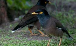 young talking mynah bird pairs and singles , common mynah baby's $500 hill mynah baby's $1200 (both mynah breeds are talking birds species )We can ship ,pls call 919 641 8996