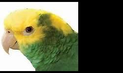 A Gorgepus Amazon - hybrid cross of a YellowNape and Double Yellowhead .... Talks very well, has a great "I LOVE YOU " amongst many words/phrases... 100 % perfect feather... DNA d Female... Steps up readily to a stick when in or on her cage then Freely