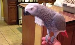 2 year old tame African grey for sale. Tame and talks. Perfect feather and nails
This ad was posted with the eBay Classifieds mobile app.