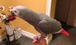 2 year old African Grey Congo. Hand tame and talks. He has perfect feathers and has all his nails.
Will consider trades for a pair of breeding African grey Congo Must be dna'd and in good shape I will add on 200
This ad was posted with the eBay