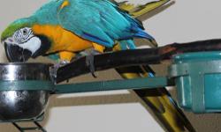 I have a very playful, smart, adorable and beautiful Blue and Gold Macaw named Tango to rehome. He is a great pet and a really good bird. He loves to sit on your arm and play with you. Tango does NOT bite at all unless you tease him while eating/disturb