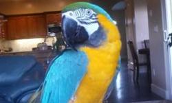 Beautiful tame macaw not sure of gender. Is on a seed and people food diet. Loves to be with people. He/ she is 12 yrs old. I call him/her bella as she is very chatty. Asking 1,000 bo. Comes with cage