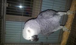 VERY TAME MALE AFRICAN GREY FOR SALE. VERY FRIENDLY AND TALKS,DANCE AND LET U PLAY WITH HIS HEAD ETC . VERY BIG BIRD AND ONLY REASON FOR SALE BECAUSE IM A BREEDER AND DON'T NEED A PET BIRD. CLOSE RANG AND IN PERFECT FEATHER AND ONLY 3YEARS OLD. PLZ