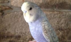 I have one beautiful very unique mint green color hand tame male English Budgie for sale.He will make a wonderful pet and should be a great talker.
I also have ten babies of all different colors still in the nest box. First come first serve. $75. each