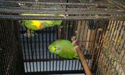 Tame female yellow nape amazon parrots for sale with dna papers. The bird in health and perfect condition, no feather loss. Easy to handle as she tame, talk a little, laugh and doing other thing. She about 5 years old and can be used for breeding or as