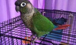 Tame green cheek little cage aggressive but as soon as hes out he steps up and hes sweet now I say he but im not really sure male or female we are asking $150 if interested or have any ?'s please call or text 619-376-7318