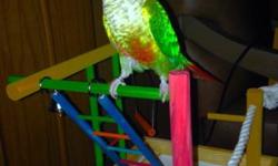 Tame green cheek conure for sale. Im selling because I can't keep him anymore, I am selling him for 250$ obo