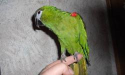 Tame mini macaws, this little bird is full of spirit and very playfull. It will step up and talks really good for a little bird.. It is eating seeds and starting on pellets and veggies, likes some but not all yet, still kinda picky. It is great looking