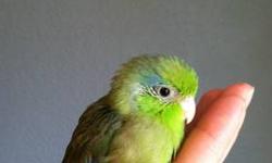 Parrotlets:
9-11 weeks old
1 male (11 weeks old) and 3 females (9 and 10 weeks old)
Handfed and very tame.
I have been introducing them to fruits, veggies, egg, quinoa, etc. They are eating very well. I am asking $100 each. They have been well socialized