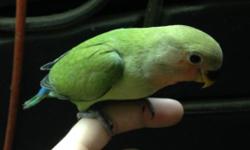 I have a Peachface lovebird that is 8 weeks old and very friendly since it was hand feed. Sits on you finger and does not bite.
The one in the picture is the one available. Already eats seeds on its own and ready for a new home.
Selling for 50.00
If