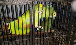 Tame male blue fronted amazons parrot for sale only 4 years old. In perfect condition and no feather loss, can be used as breeding or pet. Plz contact on 347 744-2439
