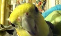 Crackaa is a very sweet boy he says pretty bird and whistles at the girls! My daughter got him for a bday present and isn't spending the time he deserves. Call or text 423-430-4703