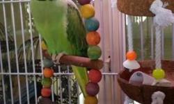 Vegas is looking for a new home! He is a gorgeous male Indian Ringnecked Parakeet. He loves to ride around on your shoulder, he loves giving kisses. He is fully-flighted and learning to fly around the room.