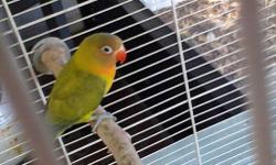 I have a young green peachface lovebird for sale still young but eats on its own great pet call 813-900-4729 thanks !