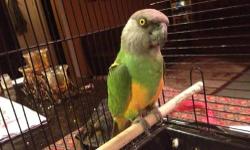 Tame Senegal parrot 3 years old its pretty tame and loves to be around people.
350 without cage
400 with cage.
Will consider trades for other birds