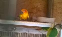 hello I have a pair of sun conures 3 months old tame. also I have a blue indian ringneck 9 months old. $250. and love birds. $35 each. if you have more questions feel free to text me 24/7 626-472-3833