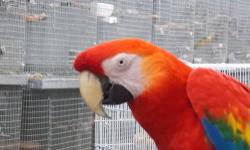 BEAUTIFUL TAME & TALKING SCARLET MACAW
PERFECT CONDITION PET BIRD...FULLY TRAINED
AND TALKATIVE.
LOVES PEOPLE..
FULLY GUARANTEED HEALTHY IN WRITTING
READY TO GO TO NEW HOME AND BE A GREAT FAMILY PET