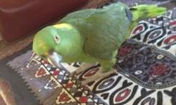 I have a 4 year old Yellow nape parrot for sale. It is an amazing talker and loves to be out of his cage roaming around.
800 obo
This ad was posted with the eBay Classifieds mobile app.