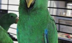 young male grand eclectus in perfect feather. he has been raised in large accommodations with proper training and a varied diet. i have purposely not included pictures to discourage impulse callers. please call if you have done your research and are ready