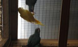 2 Tamed yellow naped Amazon $799each
Female lutino ringnecks $200
3 tamed blue gold macaws $800 each
2 Tamed blue front amazon $499 each
3 Tamed Umbrella Cockatoo $800 each
2 pairs of Sun conures
Proven pair of Timney African greys $1000
Baby weaned major