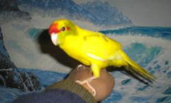 Tamed and handfed kakariki's available now call or text if interested @ 619-316-1007 > If you have never meet a kakariki, you need to know they are a very social, funny and entertaining bird. Shipping available at owners expenses.