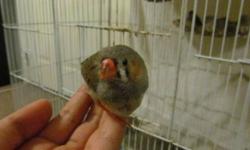 I have tamed finches. Only three left. $ 20.00 each
Regulars Finches at $ 6.00
You have any questions feel free to call or text.
Hablo espaÃ±ol