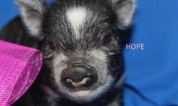 Hobby farm located in Central Florida raising quality teacup and micro pigs for 17 years. All babies are raised with the family and come with all their shots, de-wormed, litter or potty trained. They will be toting their favorite knitted blanket from the