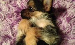 Micro Teacup chorkie, mom is 3lb long hair Chihuahua and dad is a 3lb yorkie. cute as a button and very small. 10 weeks old if interested contact me (210)315-8327