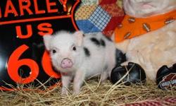 Valentines Day Special Delivery!
Our tiny baby OINKERS have arrived! Visit our piggy nursery
at www.oinkoinkminipigs.com to reserve your mini piglet today!!!
Valentine?s Day special offer, 50% off shipping cost to your nearest airport ($175 Value).