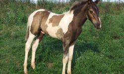 WE HAVE A VERY VERY NICE SELECTION OF TENN. WALKER WEANLINGS FOR SALE OR TRADE. ALL CAN BE REGISTERED AND ALL WILL MATURE TO AT LEAST 15. 0 . THESE ARE FARM RAISED FOR GENERATION AFTER GENERATION . NOT AUCTION HORSES !!!!! WE WILL CONSIDER TRADING FOR