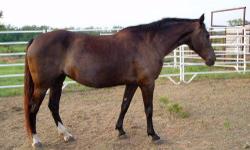 Tennessee Walker - Merlin (bn-blackie) - Medium - Adult - Male
CHARACTERISTICS:
Breed: Tennessee Walker
Size: Medium
Petfinder ID: 25224915
ADDITIONAL INFO:
Pet has been spayed/neutered
CONTACT:
Habitat for Horses | Hitchcock, TX | 866-434-3737
For