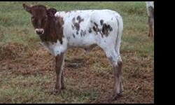 SHR Candy Pants was just born in June and has several months before being weaned. She is out of our award winning bull M Arrow Wow and a clone of our largest longhorn Cocoa31.
We have a great selection of longhorn heifers, cows, steers and bulls. We offer