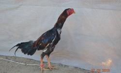 10 month old, about 7 lbs., dark red and black breasted red, sold for breeding or legal purposes only
I breed my Thai fowl for Style/Type.
Rooster with a long body, long legs, big broad back/thigh, and long tails. Small or big comb, but small waddle.